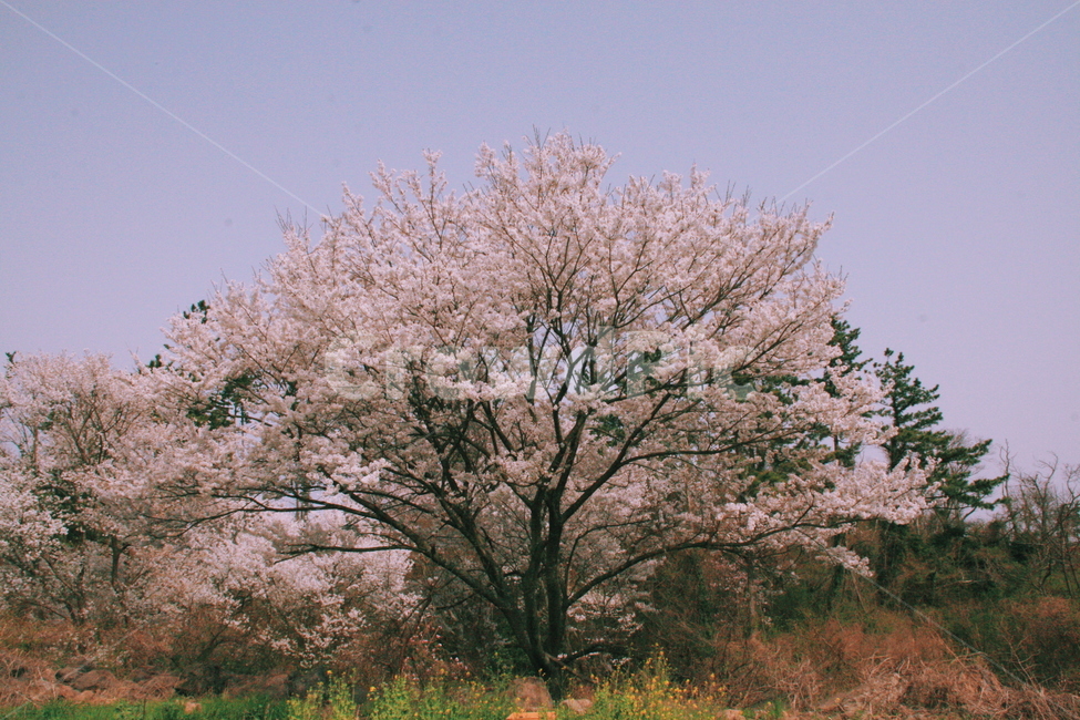 봄,벚꽃,벚꽃나무,사랑,나무,봄,계절,spring,season,식물,자연,plants,nature,나무,trees,wood,감성,sensible,feeling,plant