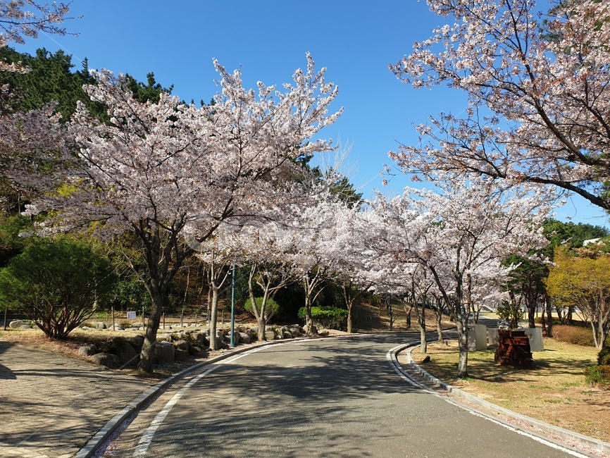 봄,만개,벚꽃,벚꽃길,환호공원,spring,blossom,봄,계절,spring,season,plant,식물