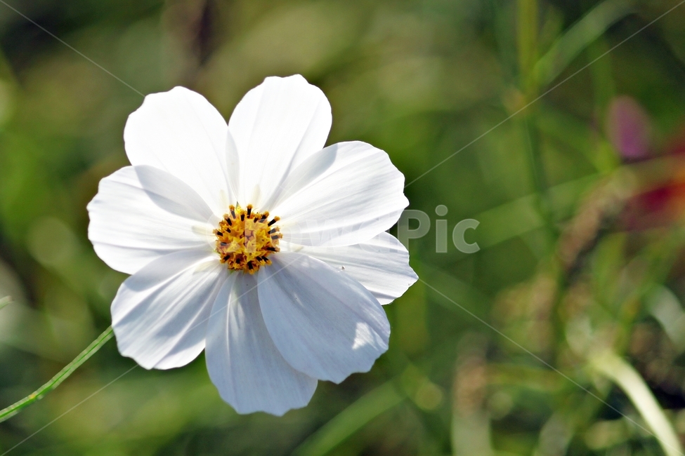 꽃,코스모스,접사,가을,색감,감성,아름다움,꽃내음,flower,cosmos,식물,자연,nature,화이트,하얀색,green,식물,자연,plants,nature,꽃,flower