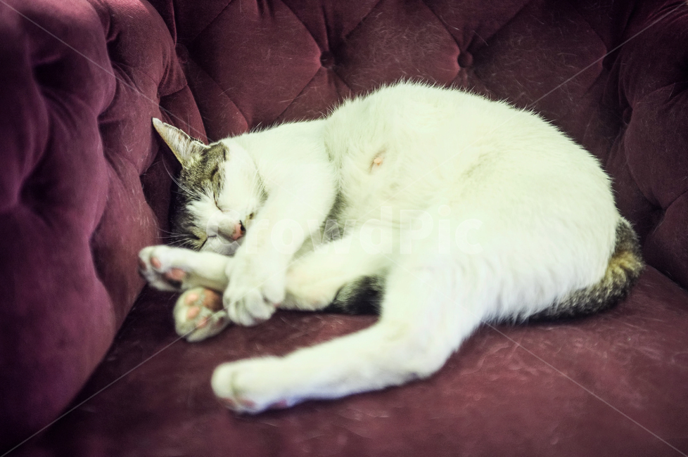 고양이,쇼파,낮잠,휴식,하얀고양이,동물,animal,포유류,mammal,고양이,cat,kitten,kitty