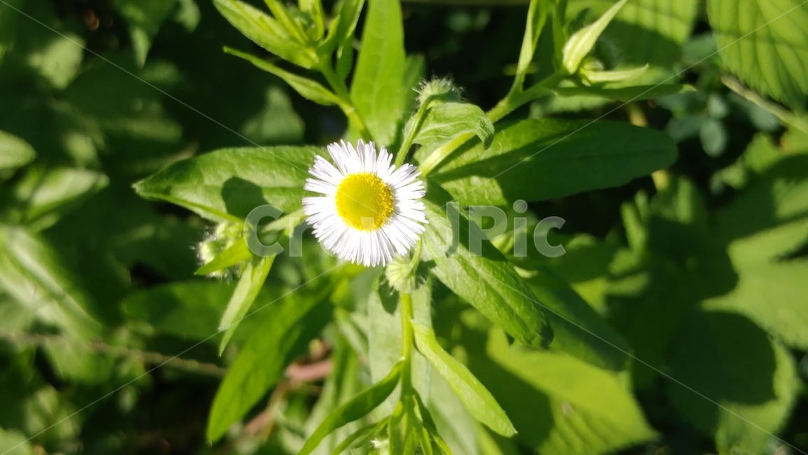 가을,꽃,자연,정원,초록,식물,자연,plants,nature,꽃,flower
