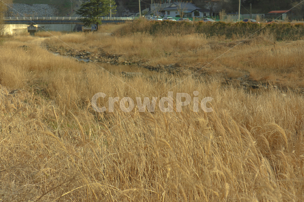 봄,spring,억새,silvergrass,황금빛,식물,plant