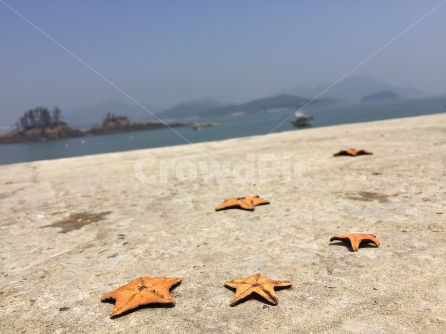 바다,불가사리,어촌,자연,주황,해변,바다,beach,sea