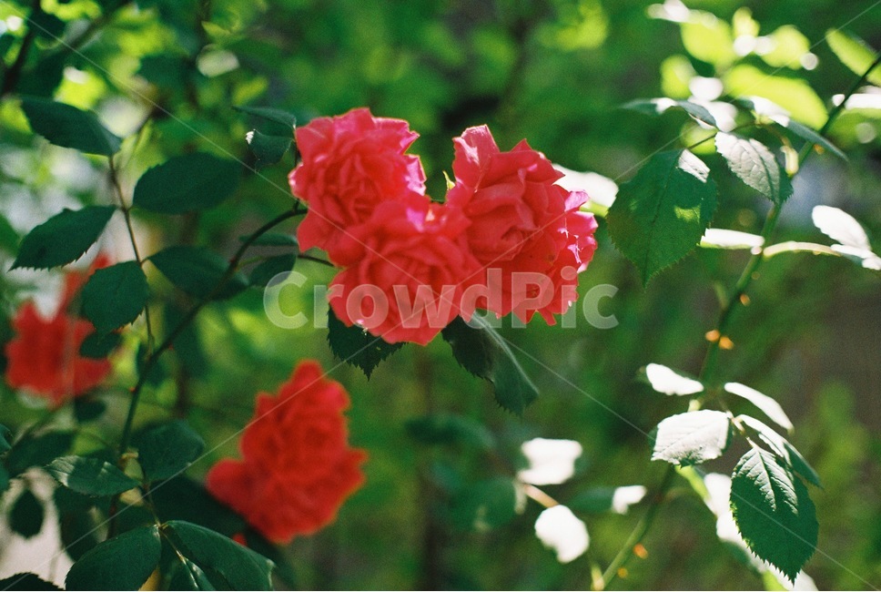 장미,여름,여름장미,필름,필름사진,flower,rose,summer,film