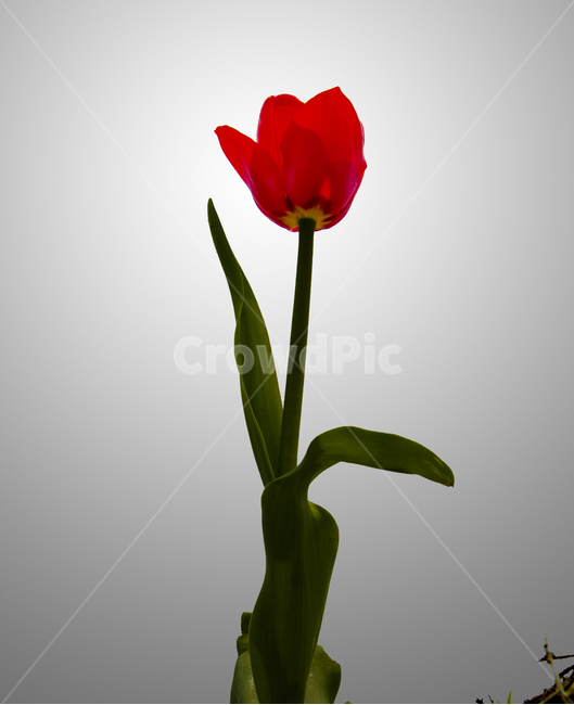 꽃,flower,여름식물,튤립,nature,자연,식물,자연,plants,nature,꽃,flower