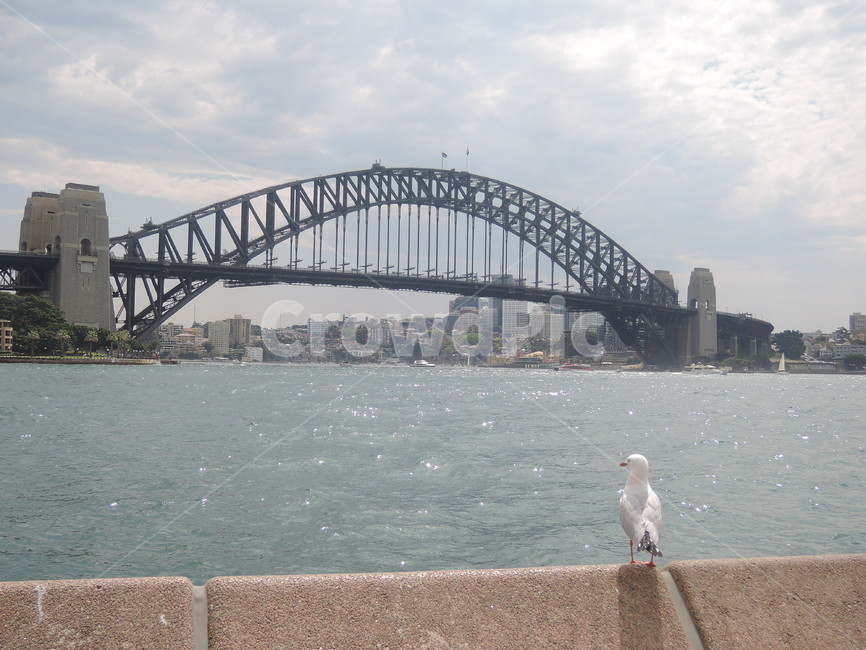 bird,새,building,건물,bridge,다리
