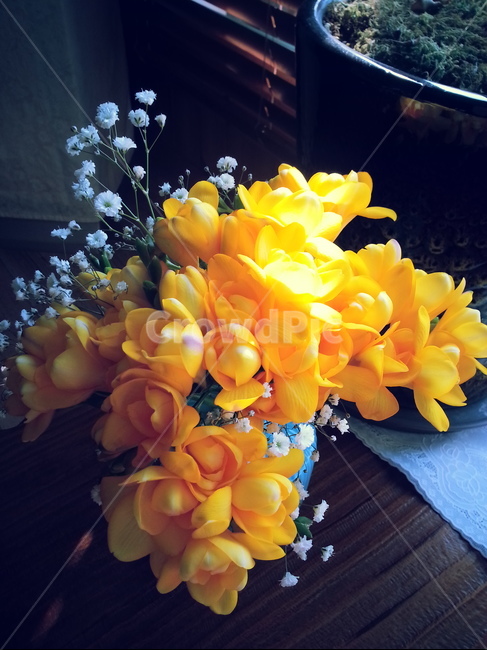 식물,꽃,꽃부케,프리지아,flower,꽃,flower