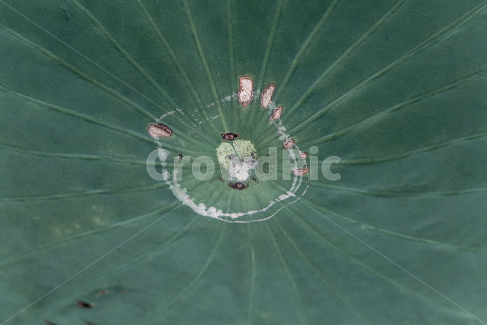 물방울,무늬,문양,연잎,감성,패턴,식물,자연,plants,nature