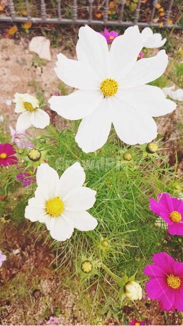 plant,식물,꽃,봄,가을,spring,들꽃,flower,코스모스,꽃,flower