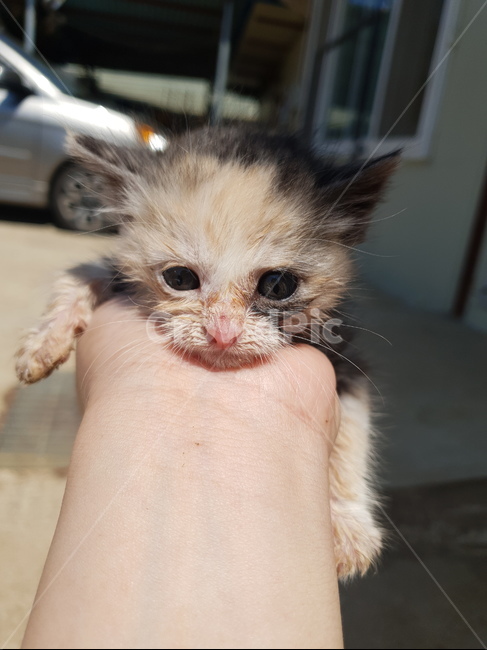 고양이새끼,동물,고양이,pet,cat,kitten,동물,animal,포유류,mammal,고양이,cat,kitten,kitty