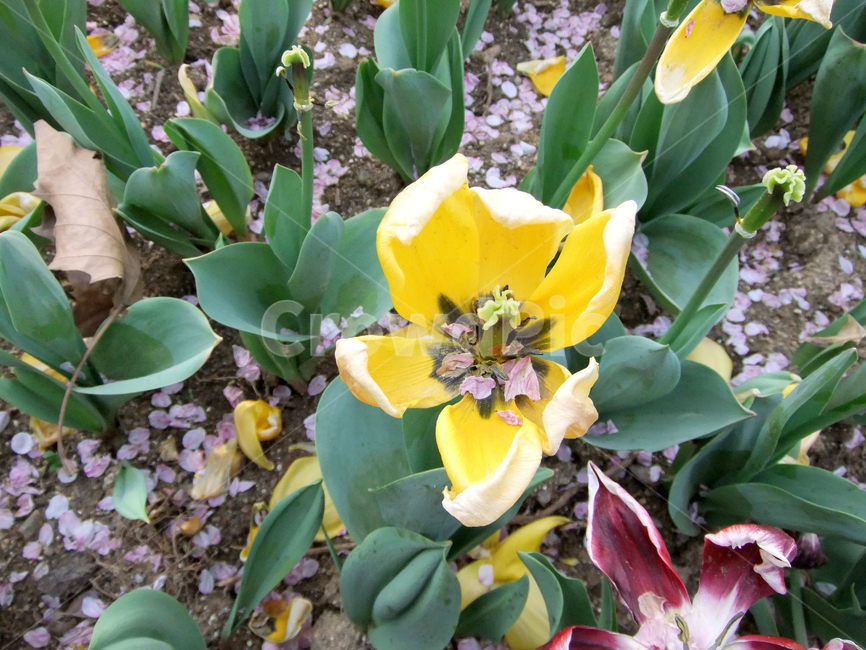 plant,식물,flower,blossom,꽃,봄,식물원,야외,정원,공원,화려한,신선한,활짝,노란색,색상,spring,파릇파릇,식물,자연,plants,nature,꽃,flower