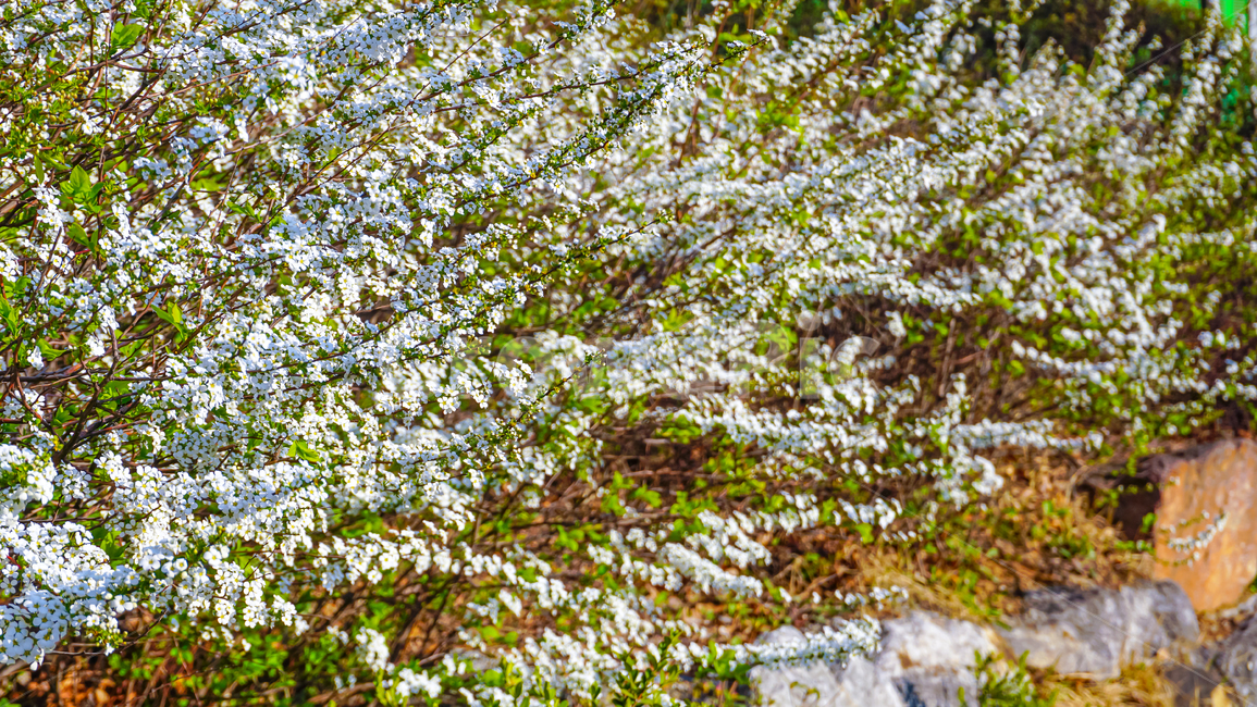 꽃,flower,조팝나무꽃,bridalwreath,조팝나무,봄꽃,풍경,plant,식물,봄,spring