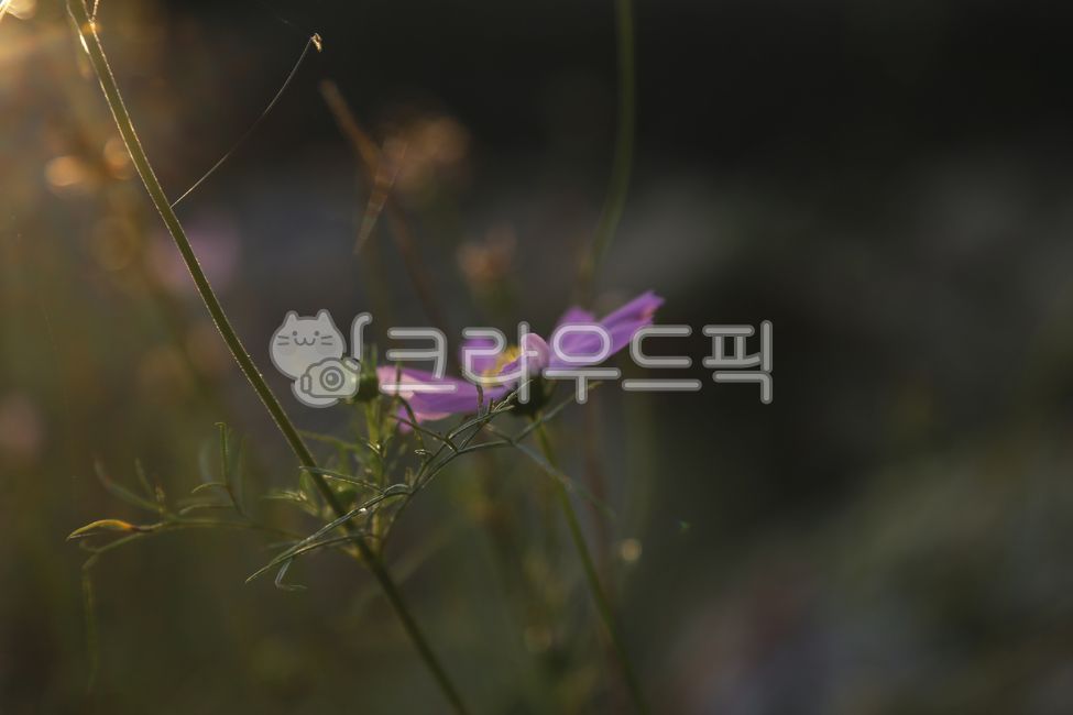 flare,blossom,light,plant,autumn,Cosmos,flower,Emotional photo