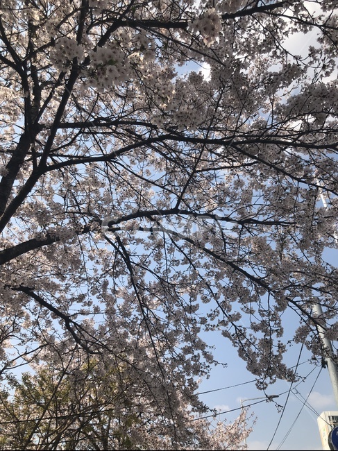 벚꽃,벚꽃나무,나무,하늘,봄