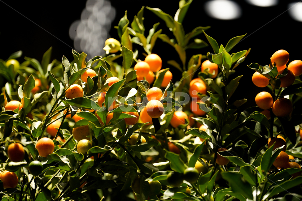 plant,식물,fruit,과일,food,음식,금귤,과일,열매,fruit
