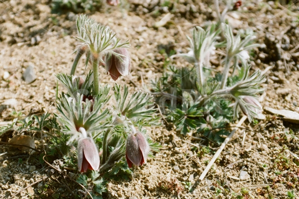 할미꽃,꽃,Koreanpasqueflower,flower,필름사진,식물,자연,plants,nature