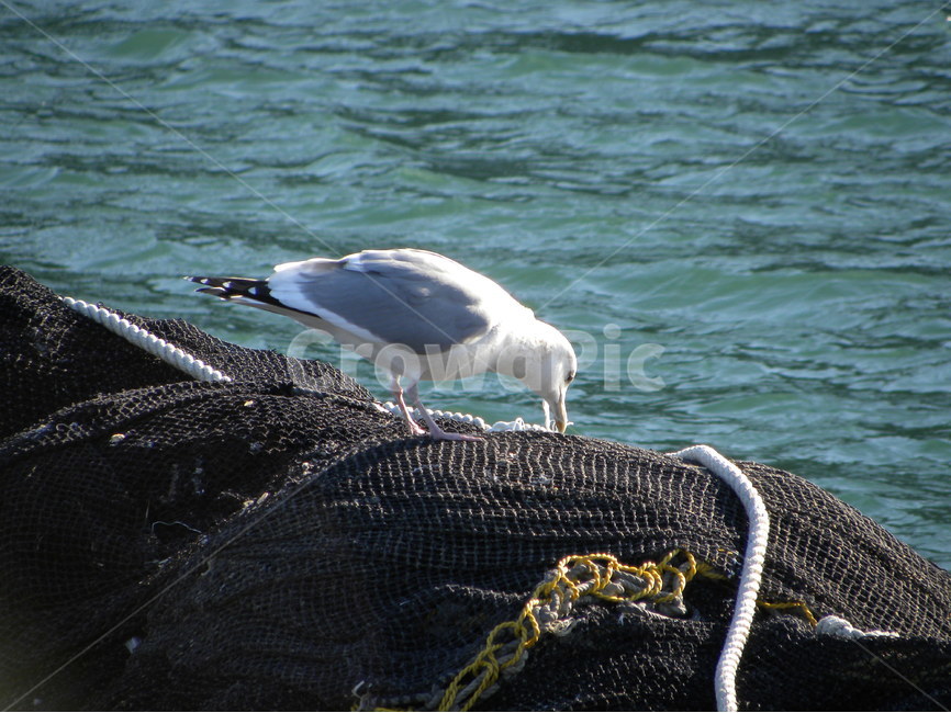 갈매기,바다,보트,그물,seagull,sea,boat,net,동물,animal,조류,새,birds