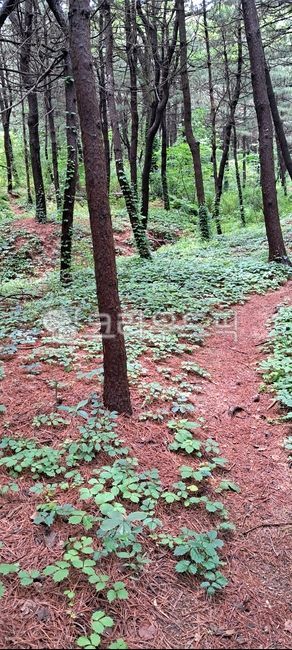 식물,plant,산책로,walkway,vegetation,초목,grove,작은숲,nature,자연,outdoors,옥외,tree,나무,woodland,삼림지,treetrunk,나무줄기,path,길,trail,자취