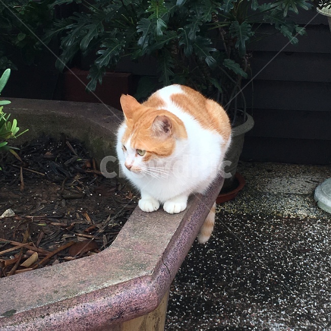고양이,길고양이,앉은고양이,cat,straycat,kitty,야옹이,seatedcat,동물,animal,포유류,mammal,고양이,cat,kitten,kitty