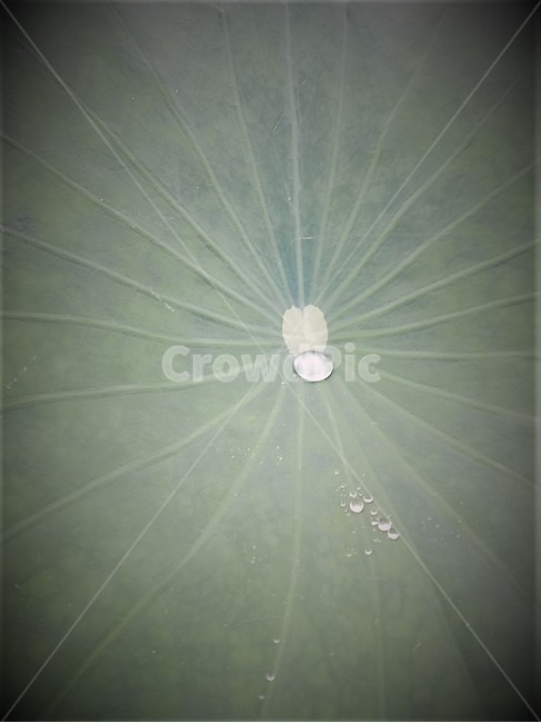 lotus,자연,감성,여름,감성사진,식물,plants,nature,정물,비,장마,연잎,안압지,접사,연밭,수생,연꽃축제,녹색,잎,계절,lotusleaf,bloom,blossom,leaf,연,습지,물방울