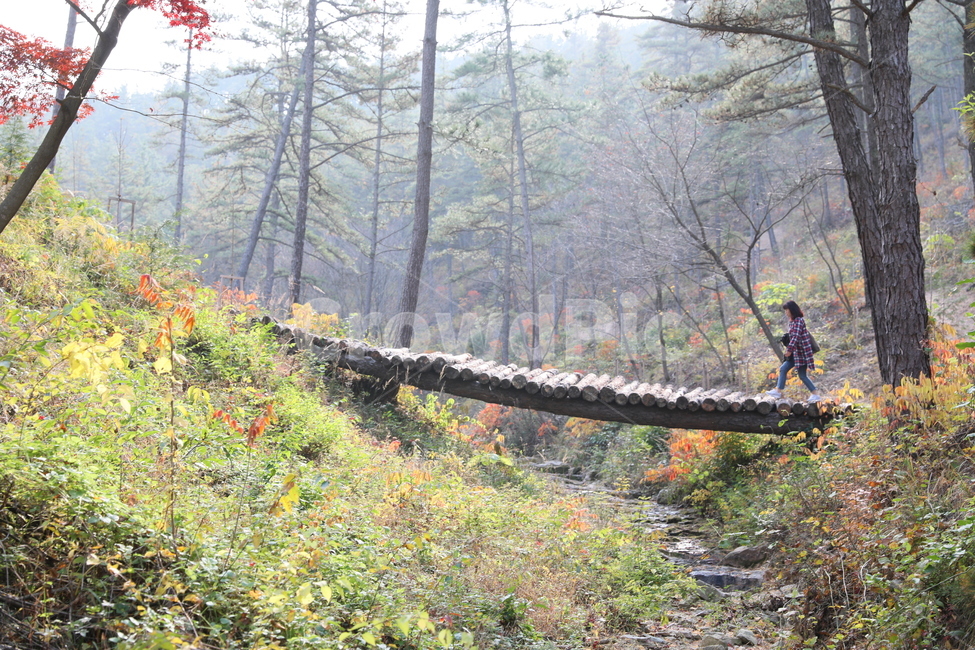 숲,가을,통나무다리,풍경,단풍,가을,계절,fall,autumn,season,자연,풍경,nature,landscape,사람,인물,인간,human,person,plant,식물,tree,나무