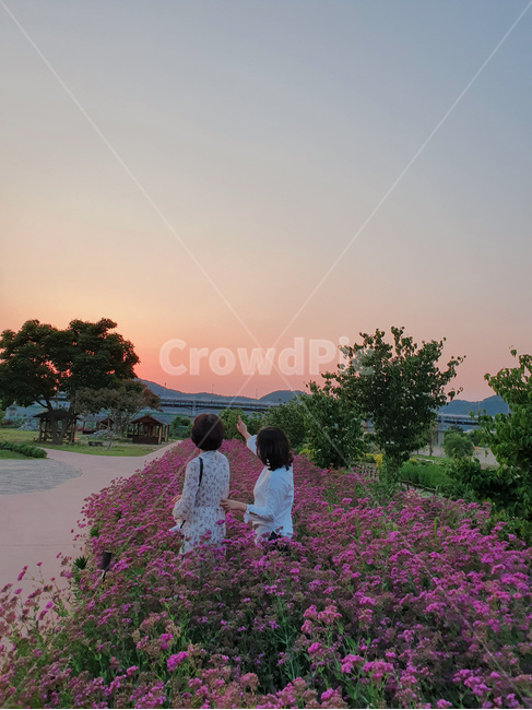 금강,꽃,저녁노을,핑크,여름