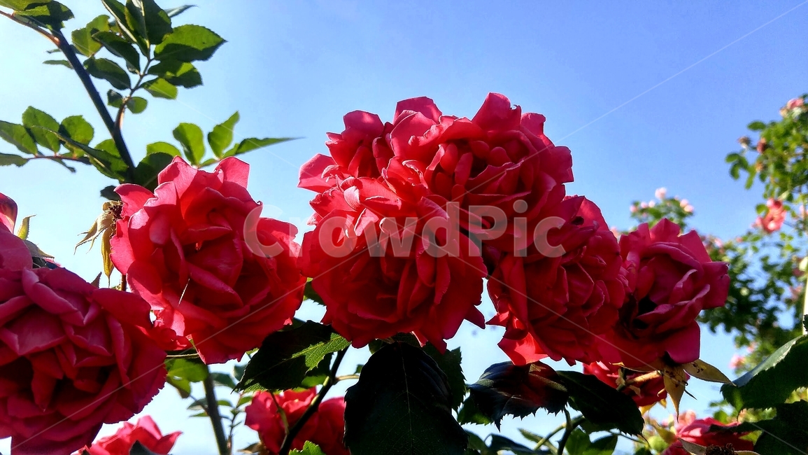 식물,꽃,장미,낮,자연,식물,자연,plants,nature,꽃,flower