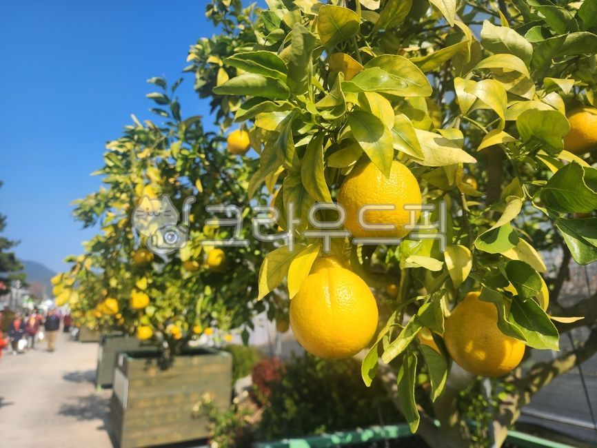 레몬,lemon,fruit,과일,food,음식
