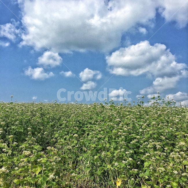 꽃길,꽃,하늘,flowerroad,flower,풍경,제주,동네,sky,daily,view,jeju