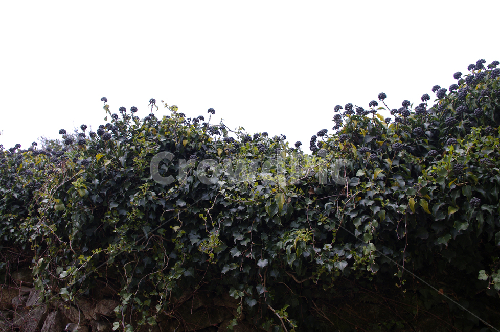 송악,잎,열매,식물,plant,자연,nature,식물,자연,plants,nature