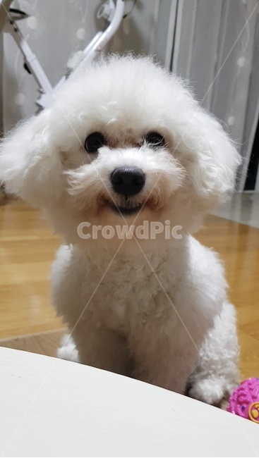 강아지,dog,puppy,비숑,bichon,웃는강아지,smile