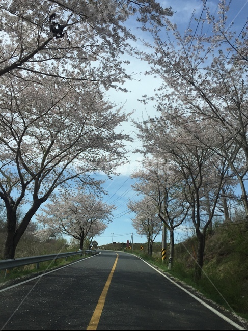 벚꽃,터널,봄,푸른하늘,cherryblossoms