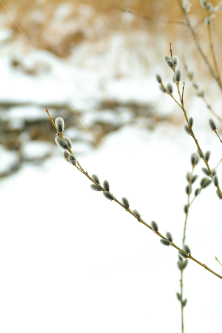 갯버들,버들가지,겨울,봄소식,입춘,겨울식물,겨울모습,겨울눈,겨울,계절,winter,season,식물,자연,plants,nature