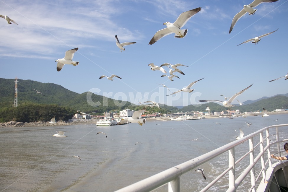 갈매기,갈매기떼,하늘,바다,구름,새,날다,자연,풍경,nature,landscape,동물,animal,조류,새,birds,bird