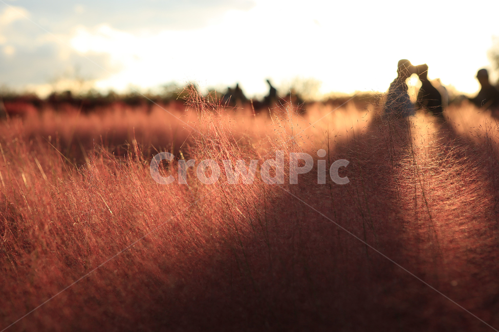 핑크뮬리,하늘공원,핑크,역광사진,pinkmuhlygrass,backlight,가을,계절,fall,autumn,season,식물,자연,plants,nature,field,들,grassland,목초지,outdoors,옥외