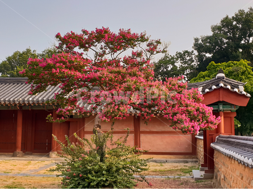 한옥마을,배롱나무,꽃,배롱나무꽃,핑크,풍경,돌담,한국전통,한국문화,korean traditional,korean culture,건축물,건물외관,exterior,building,structure,architecture,construction