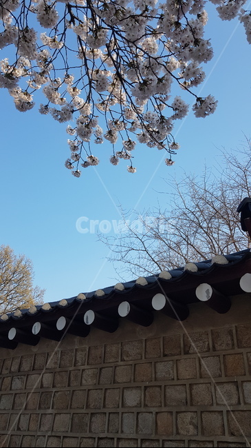 벚꽃,담벼락,경복궁,하늘,꽃,봄,계절,spring,season