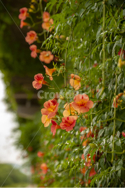 능소화,주황,여름,꽃,flower,trumpetflower,식물,자연,plants,nature,꽃,flower