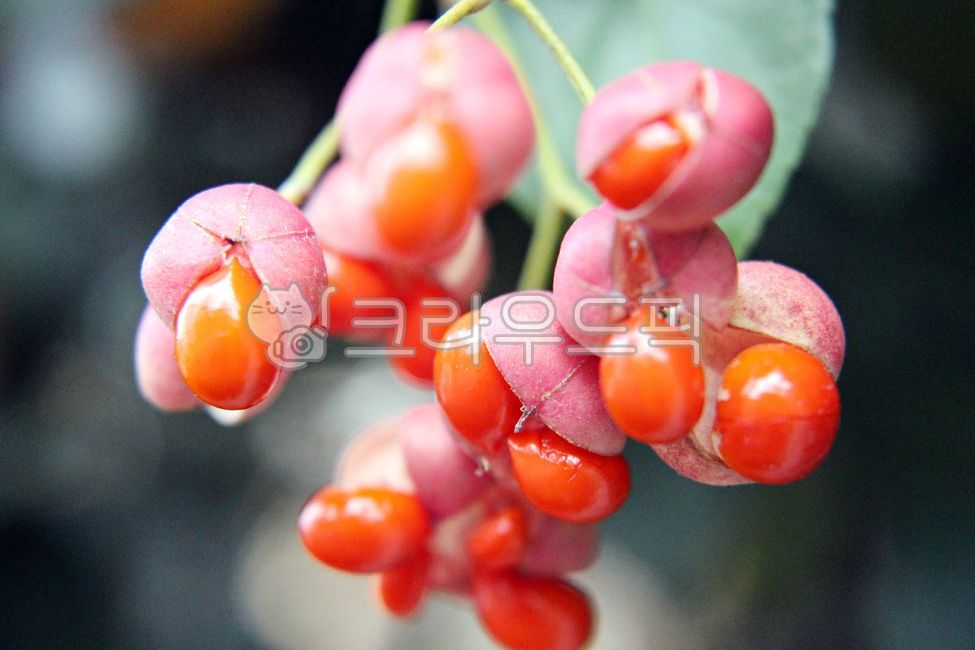 ornamental tree,Fruit,plant,evergreen tree,Perennial tree fruit,flower