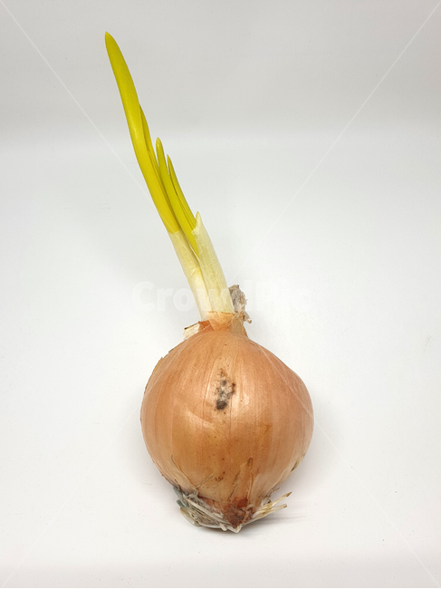 양파,다마네기,채소,야채,vegetable,누끼,식재료,식자재,요리재료,음식재료,요리,cook,레시피,recipe,오브젝트,object,식물,plants,음식,식재료,요리,food,cook,meal,dishes,food reserves,채소,야채,vegetables
