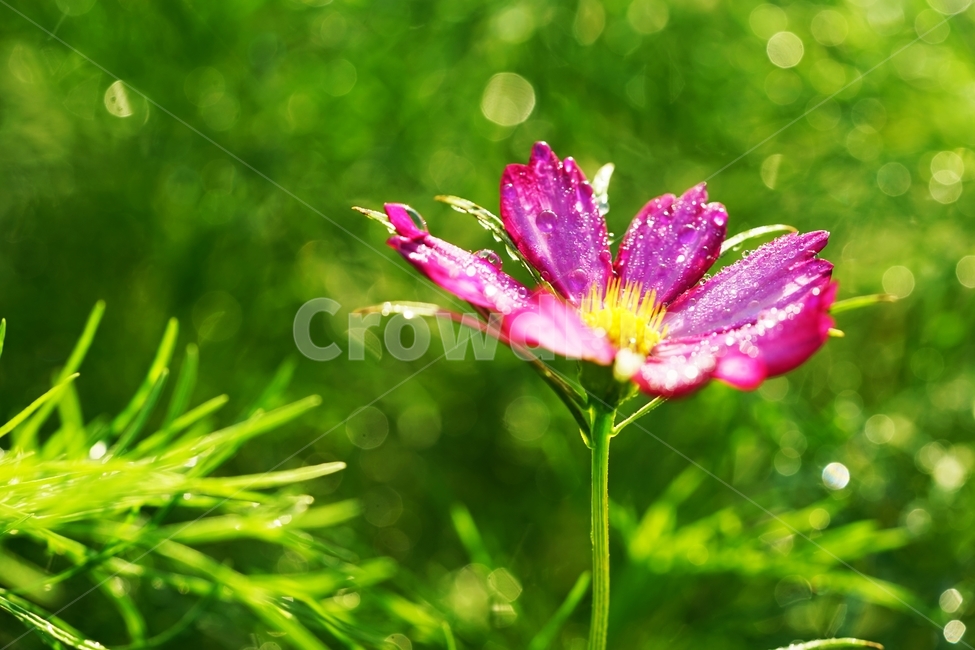코스모스,꽃,식물,아침이슬,가을,가을,계절,fall,autumn,season,식물,자연,plants,nature,꽃,flower,plant,blossom,petal,꽃잎