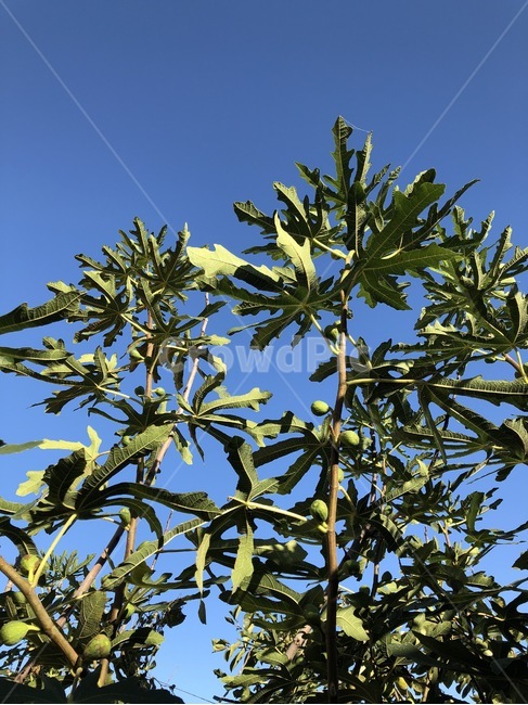 무화과,무화과나무,과일,열매,하늘,파랑,초록,가을,fruit,kudamono,jitsu,sky,sora,blue,ao,green,midori,식물,자연,plants,nature,과일,열매,fruit