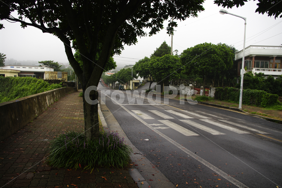 거리,가로수,길,나무,길가,시골,마을,풍경,landscape,country,rural,town
