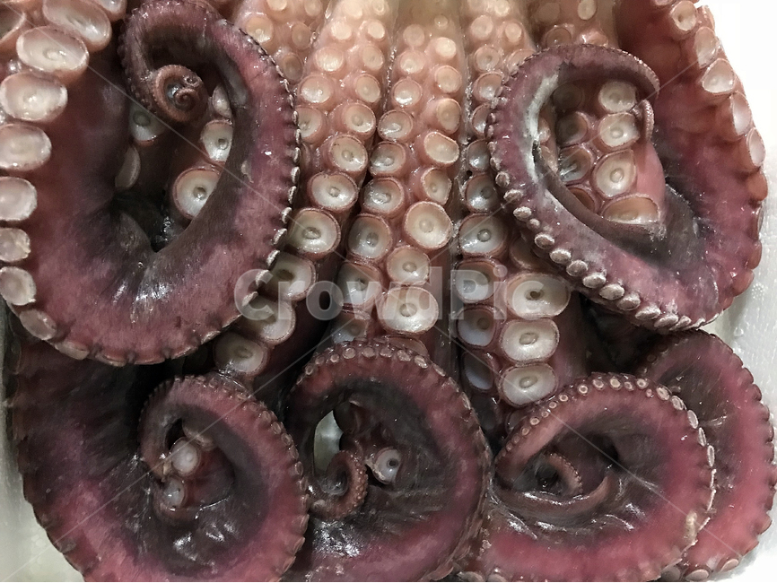 문어,오징어,octopus,연체동물,빨판,해양동물,음식,식재료,요리,food,cook,meal,dishes,food reserves,수산물,해산물,fishery products,seafood
