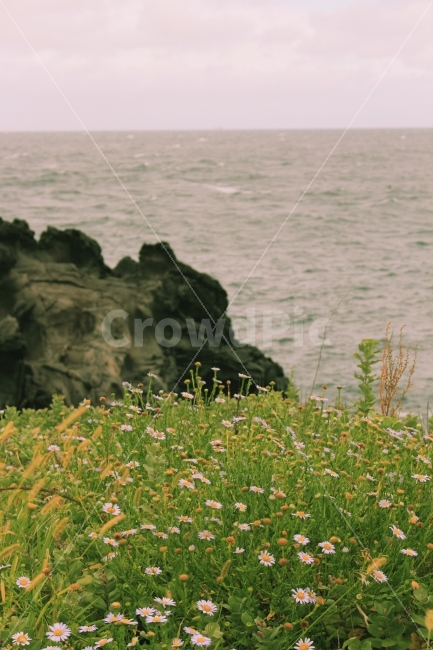 제주도,바다,코스모스,감성,꽃,사진,DSLR,카메라,가을,여행,경치,풍경,감성사진,흐림,2017,감정,느낌,제주도여행,JEJU,섬,취미,자연,풍경,nature,landscape,제주도,jeju,jeju island,outdoors,옥외,grassland,목초지,field,들