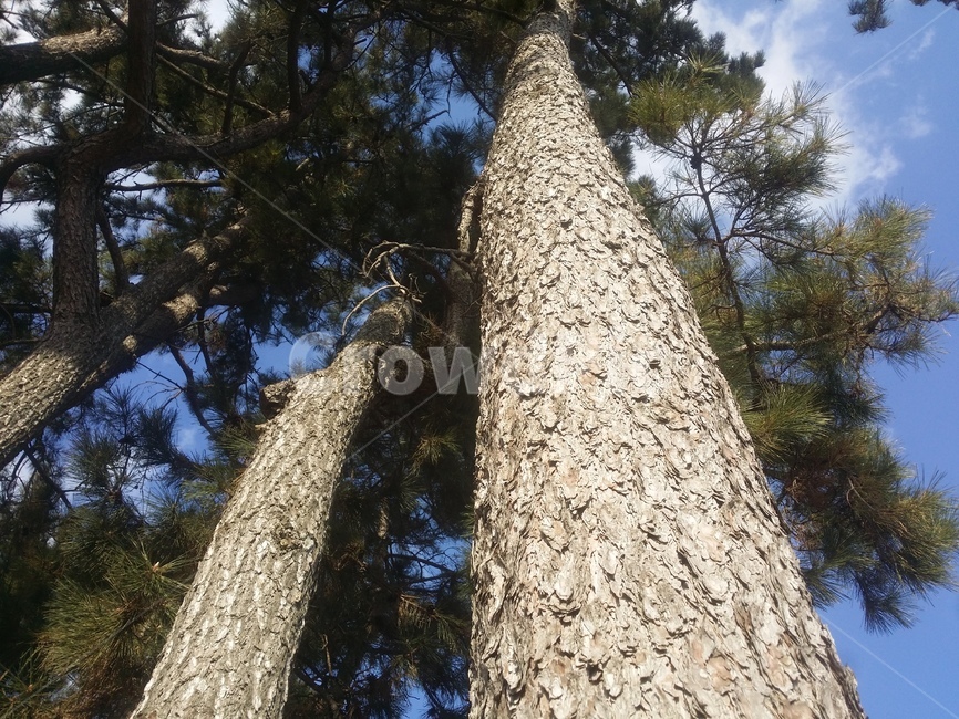 소나무,나무,식물,곰솔,해송,식물,자연,plants,nature,나무,trees,wood