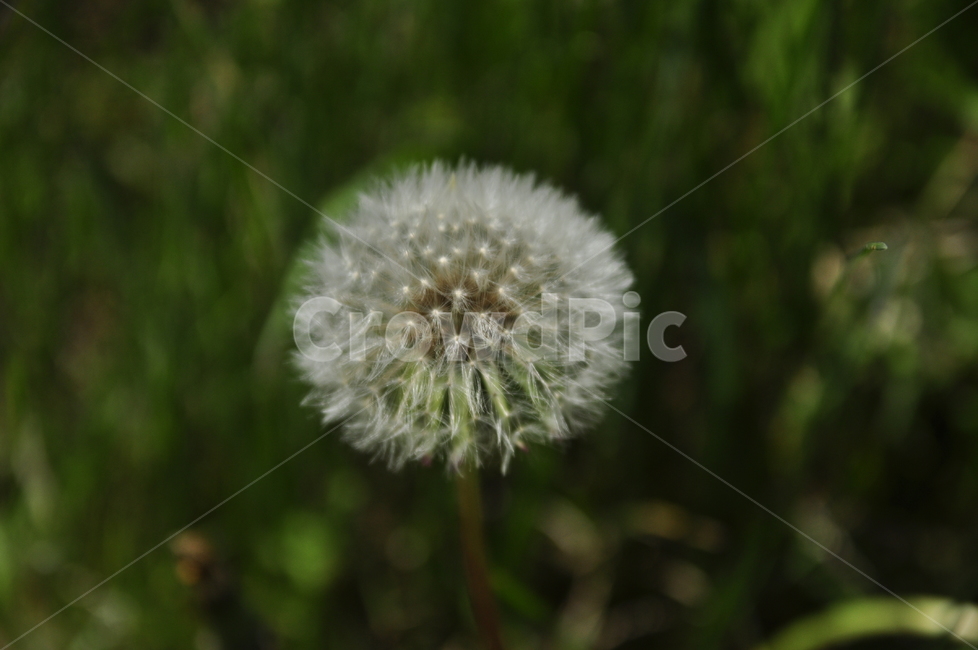 민들레씨,홀씨,여름,접사,민들래,민들레홀씨,야생화,식물,자연,plants,nature,꽃,flower