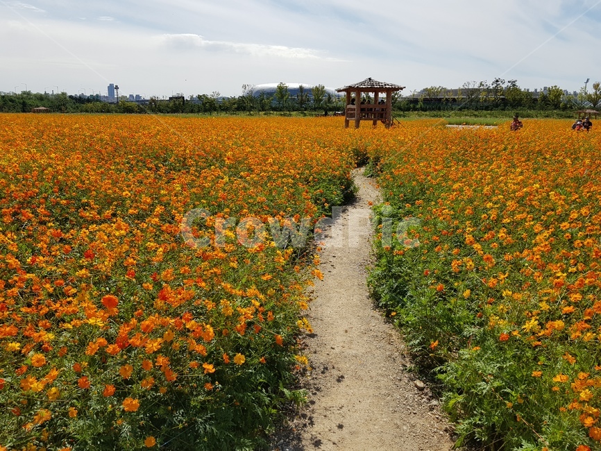 꽃,밭,정자,들판,꽃밭,풍경