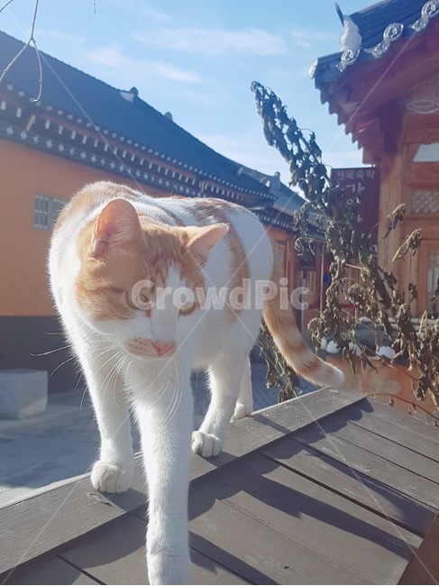 고양이,한옥,cat,전통가옥,전주,한옥마을,도도한