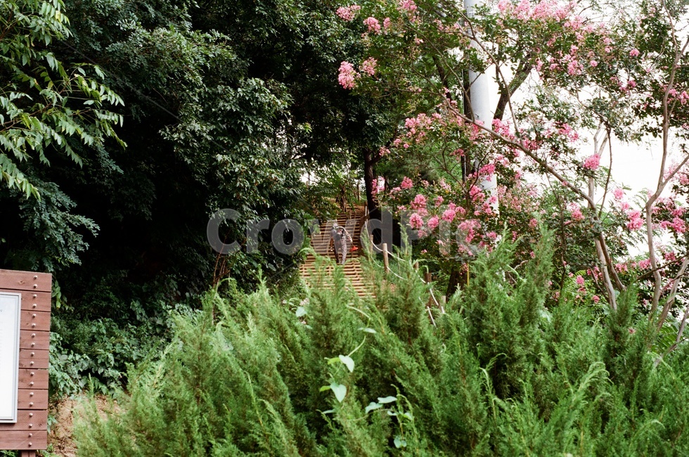 outdoors,옥외,garden,정원,arbour,정자,필름,필름사진